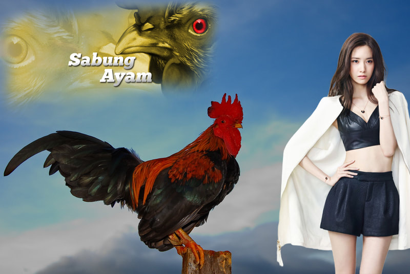 Berikut ini adalah keluhan tentang ayam Bangkok yang profesional
